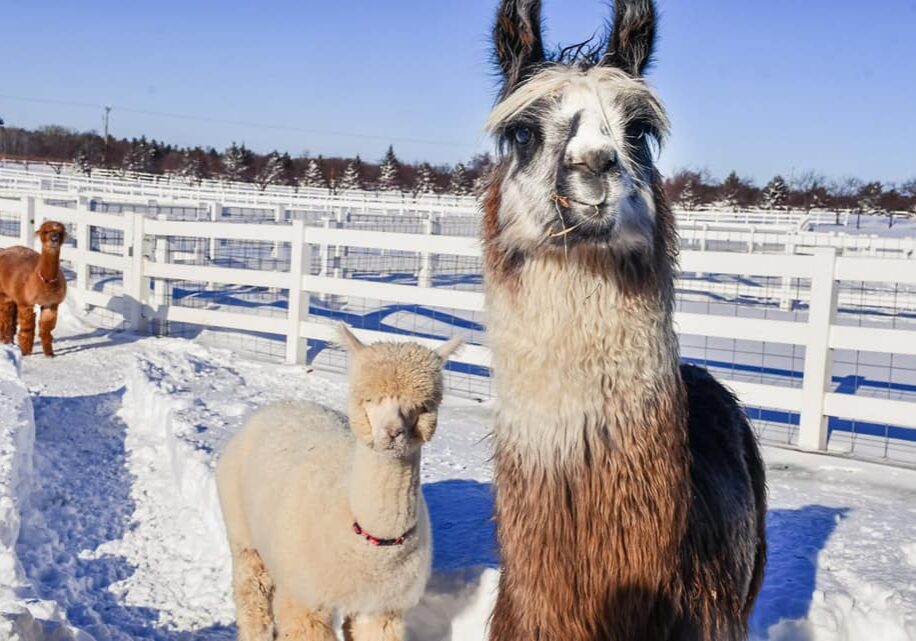 133221126_687625055259184_7650781616349675182_n copy 133221126_687625055259184_7650781616349675182_n copy