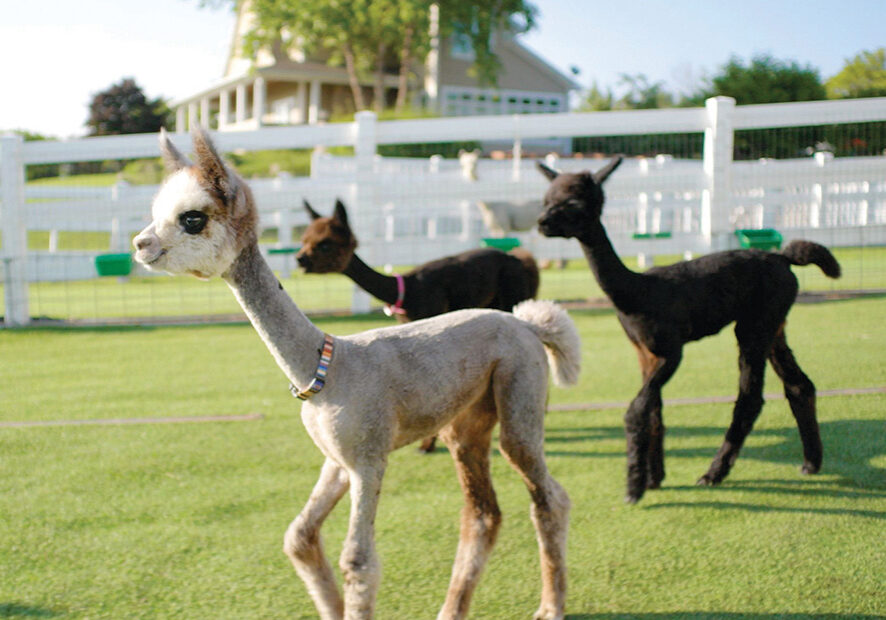 Three baby alpacas walking in grass.