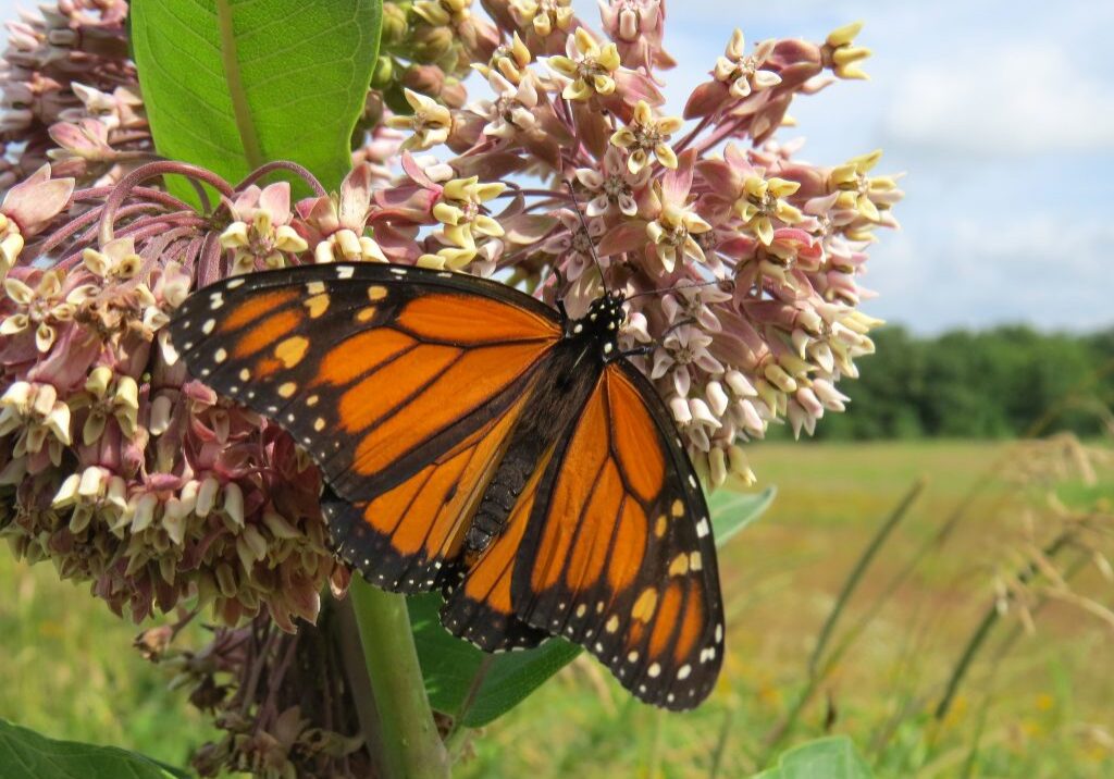 Monarch Milkweed