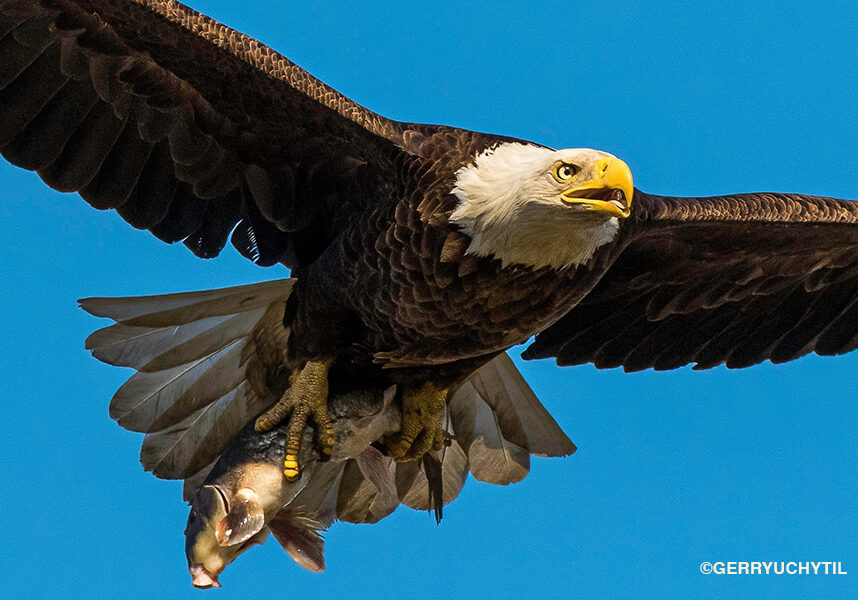 Uchtil_eagle Uchtil_eagle